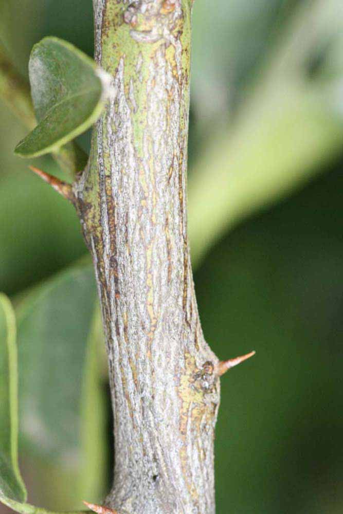              Second - third year twig (Riverside, CA)       